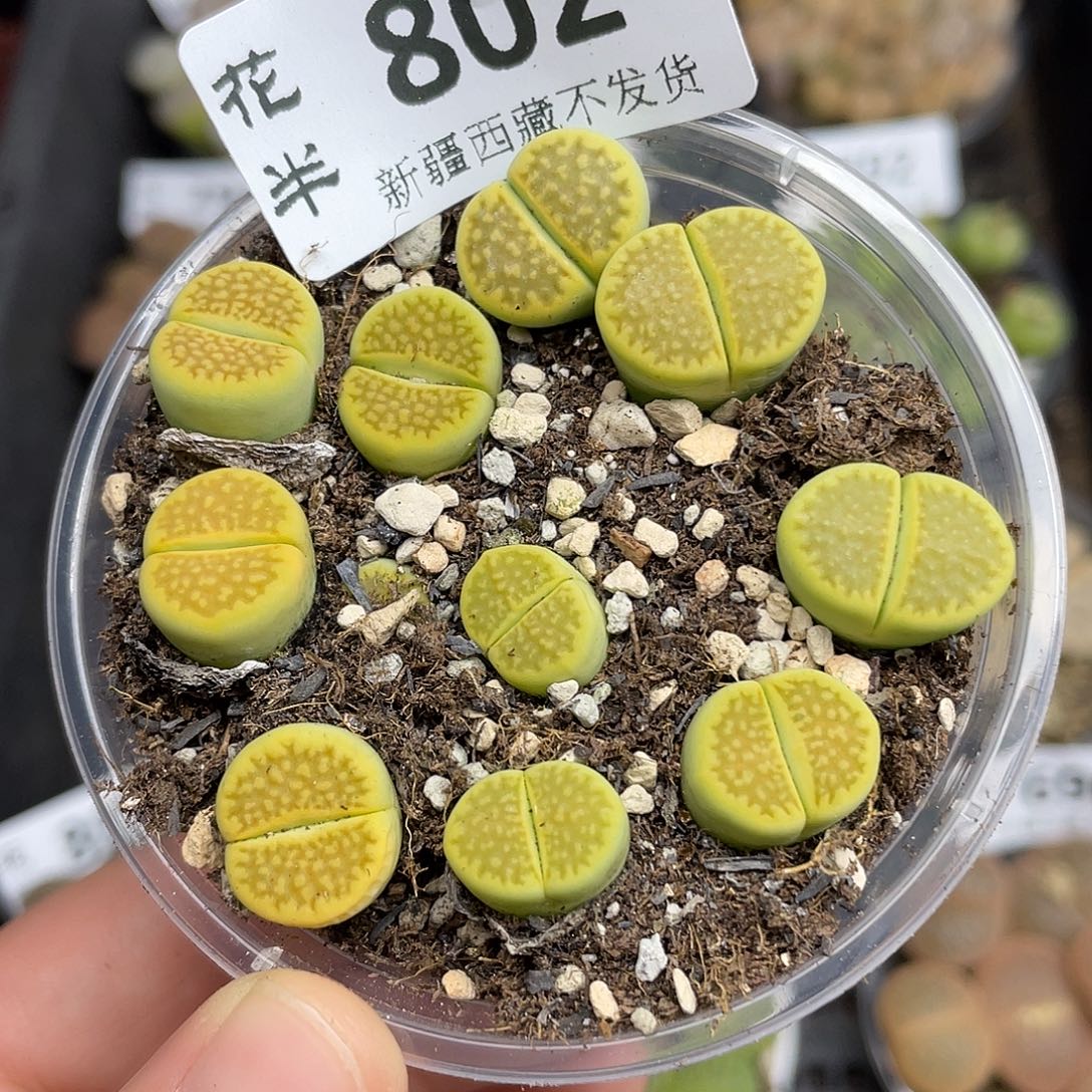 8020000000花花花花花