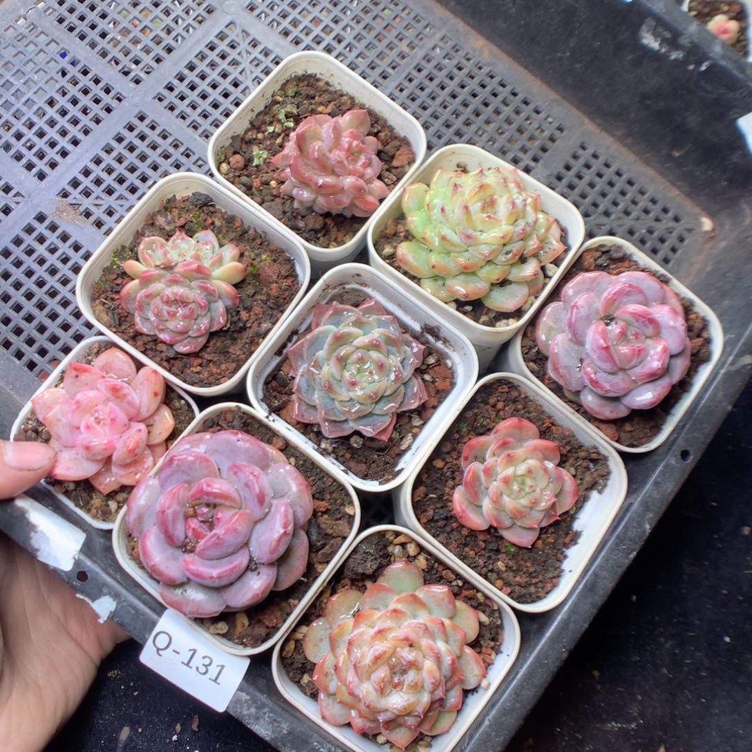 无花朵Q131。yyyyyyyy