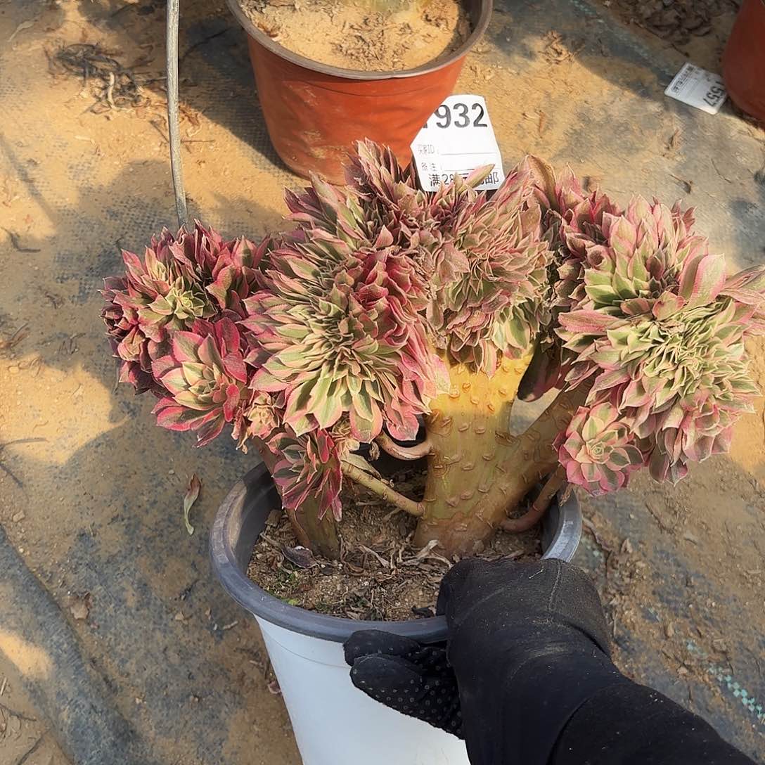 932女巫缀多肉植物无售后