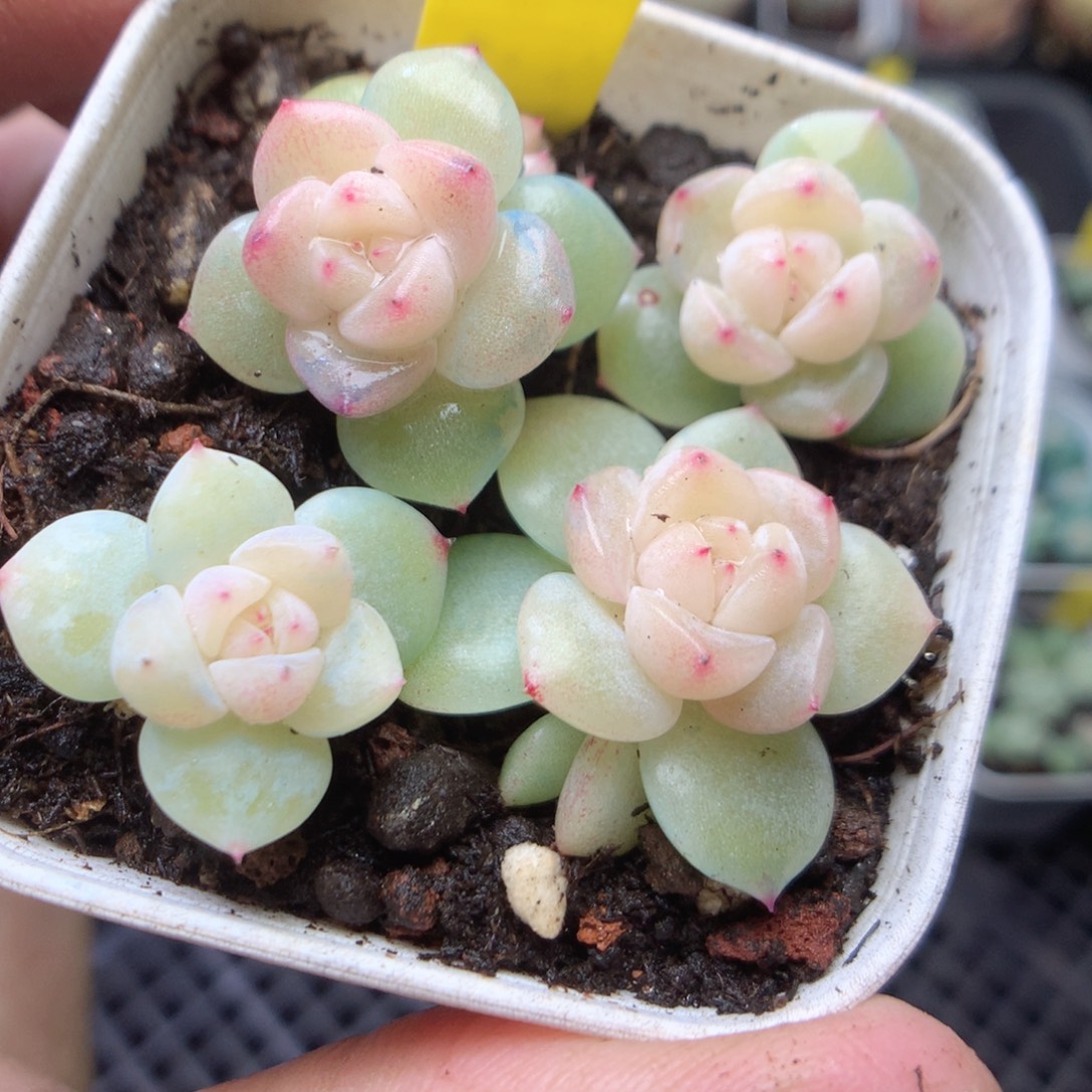 x10。 4颗yyyyyyyyyy