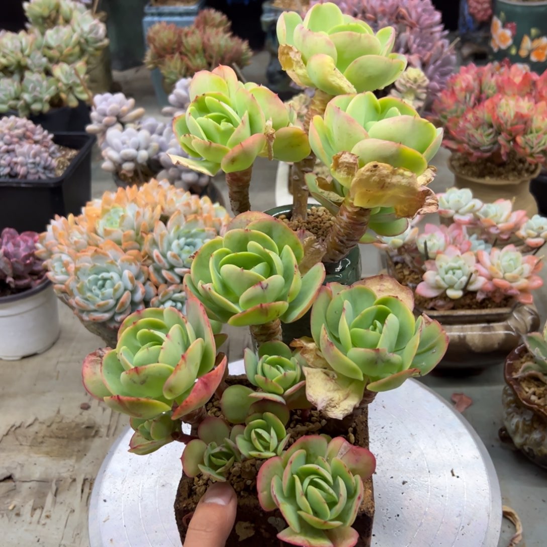 碧桃两颗有砍28 零零多肉植物