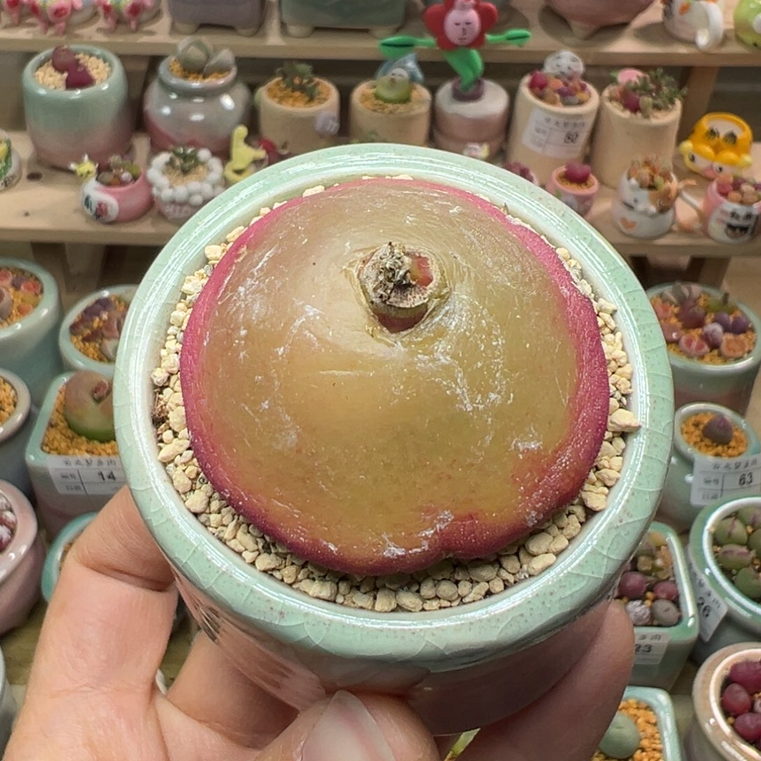 多肉植物76号大灯泡4.2厘米