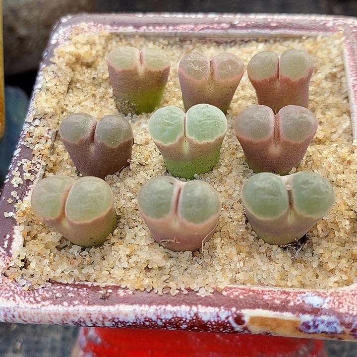 熊猫磁铁风铃一颗