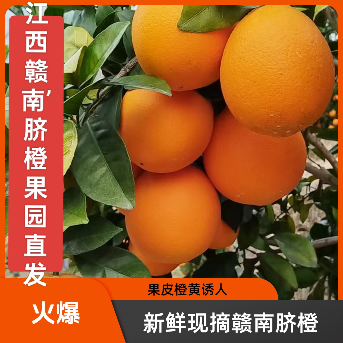 江西赣南橙子，赣南脐橙果园现在现发，爽口甘甜，汁多皮薄，当季水果