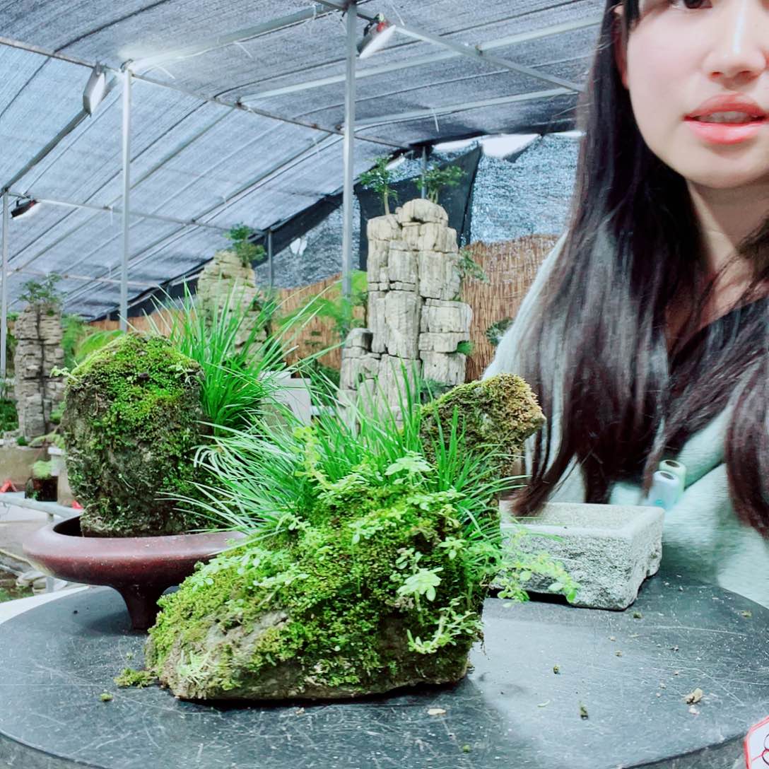 老****当前无花栽培后可以开花