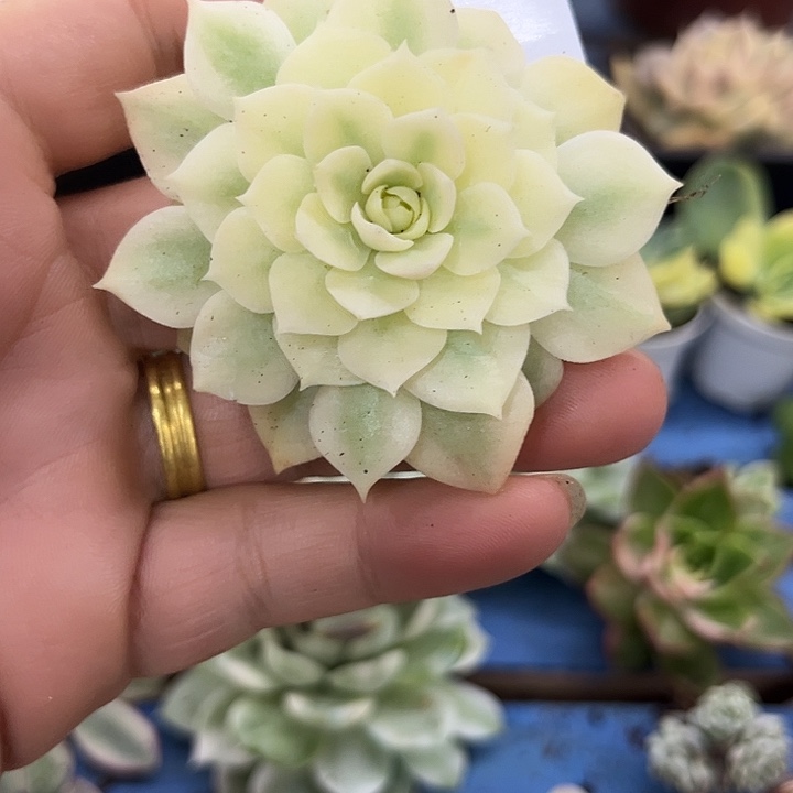 263沙漠玫瑰大锦边一线天