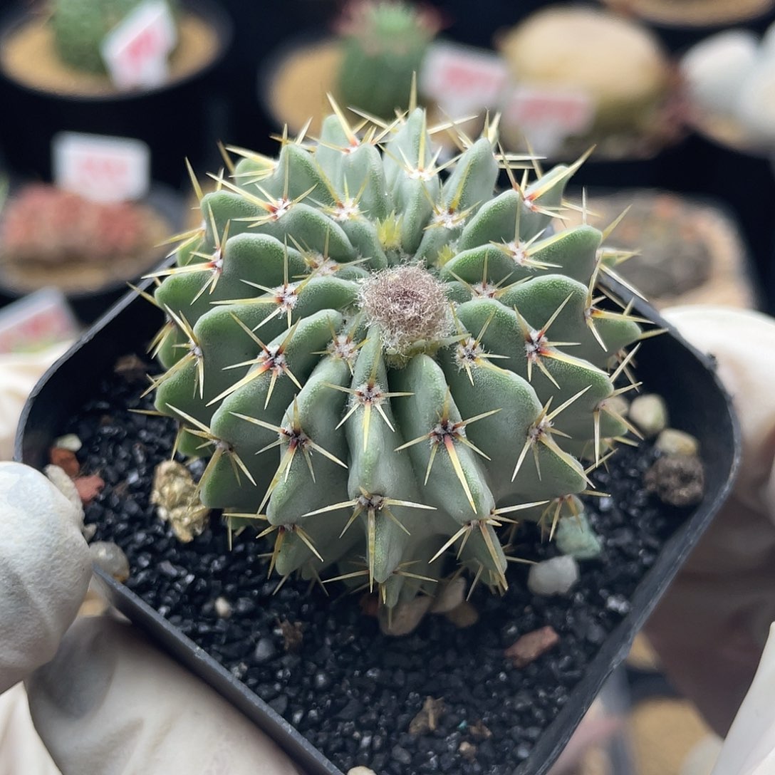 实生欧洲白狮子仙人球多肉