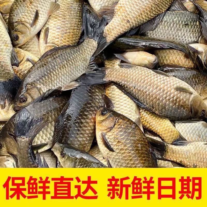 不杀（每条3两以上）微山湖野生鲫鱼现捕现发顺丰包邮保鲜不保活