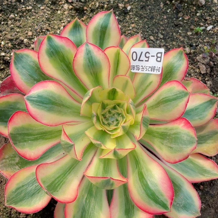 570爱丽思多肉1，12345678