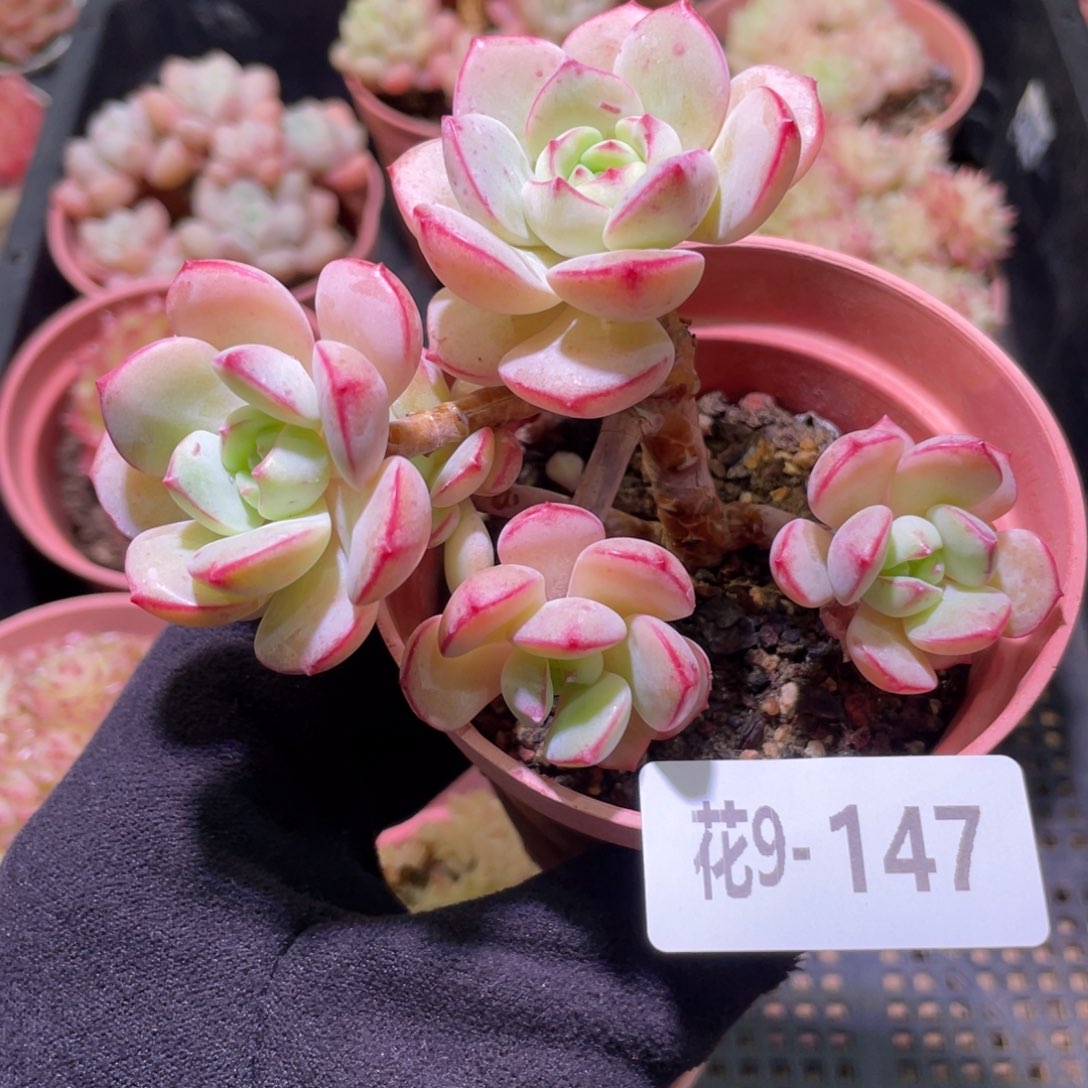 花利美9-147香草群