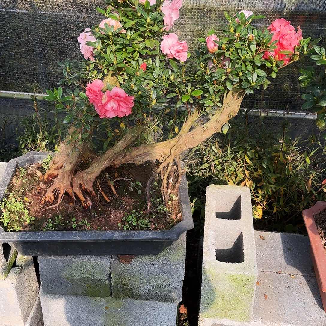 小***角无花朵杜鹃盆景老桩