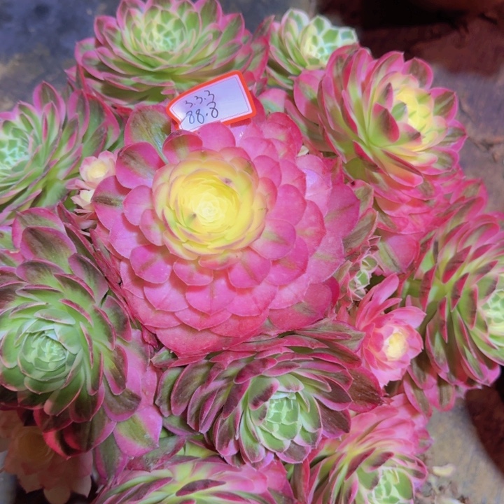 白*浅多肉海王3.3.3