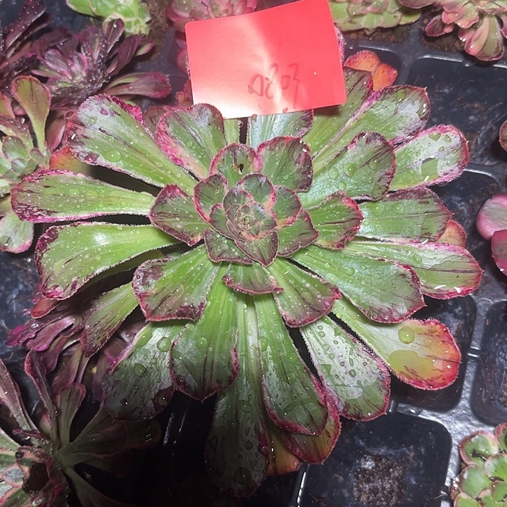 拉丝锦锦多肉植物保护0803