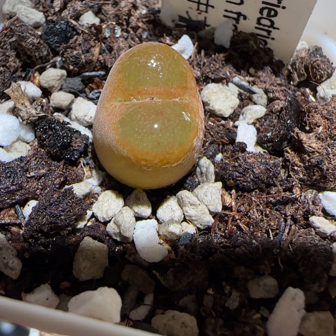 肉锥多肉植物百科25-6km风铃595