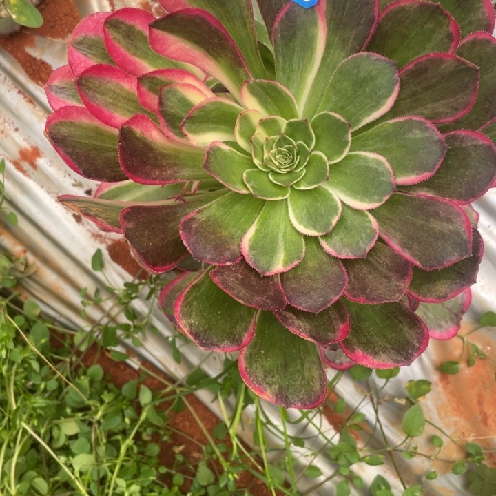 3万圣节新品法师锦锦