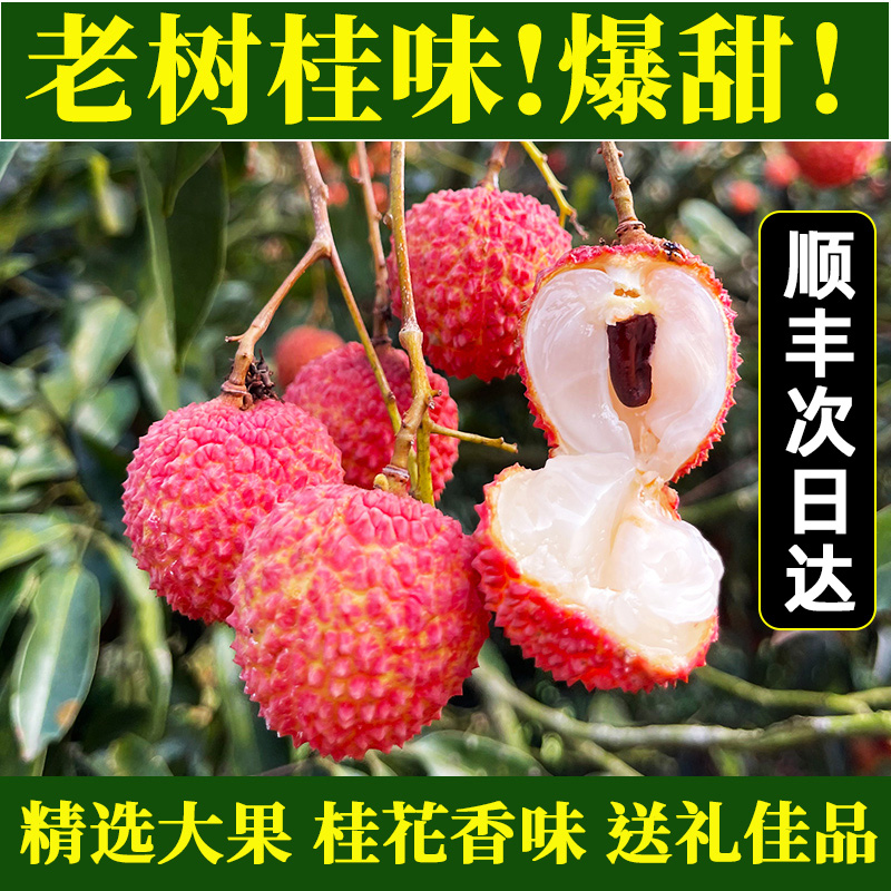 【顺丰次日达】正宗茂名高州桂味荔枝新鲜现摘3/5斤老树荔枝去枝叶广东省