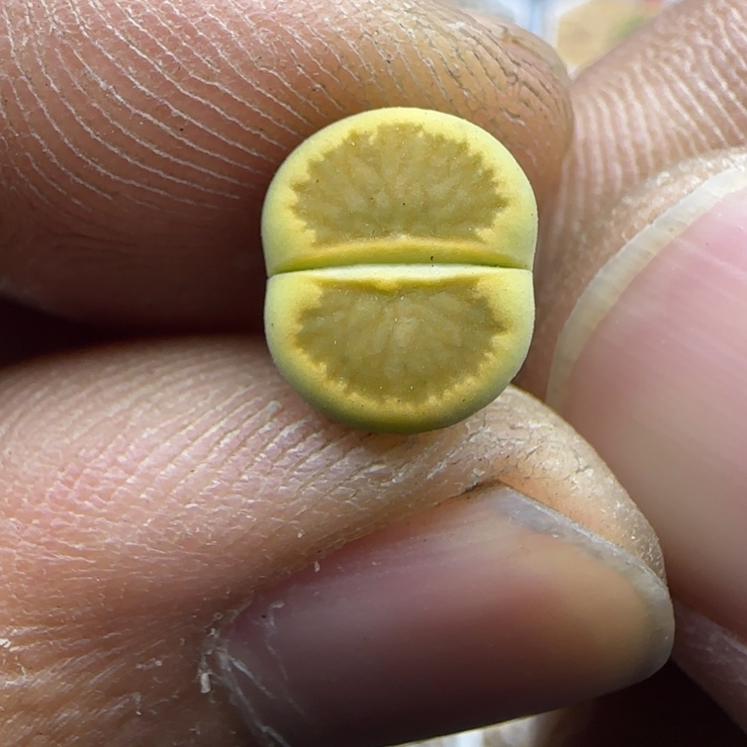 625 生石花大棚直播