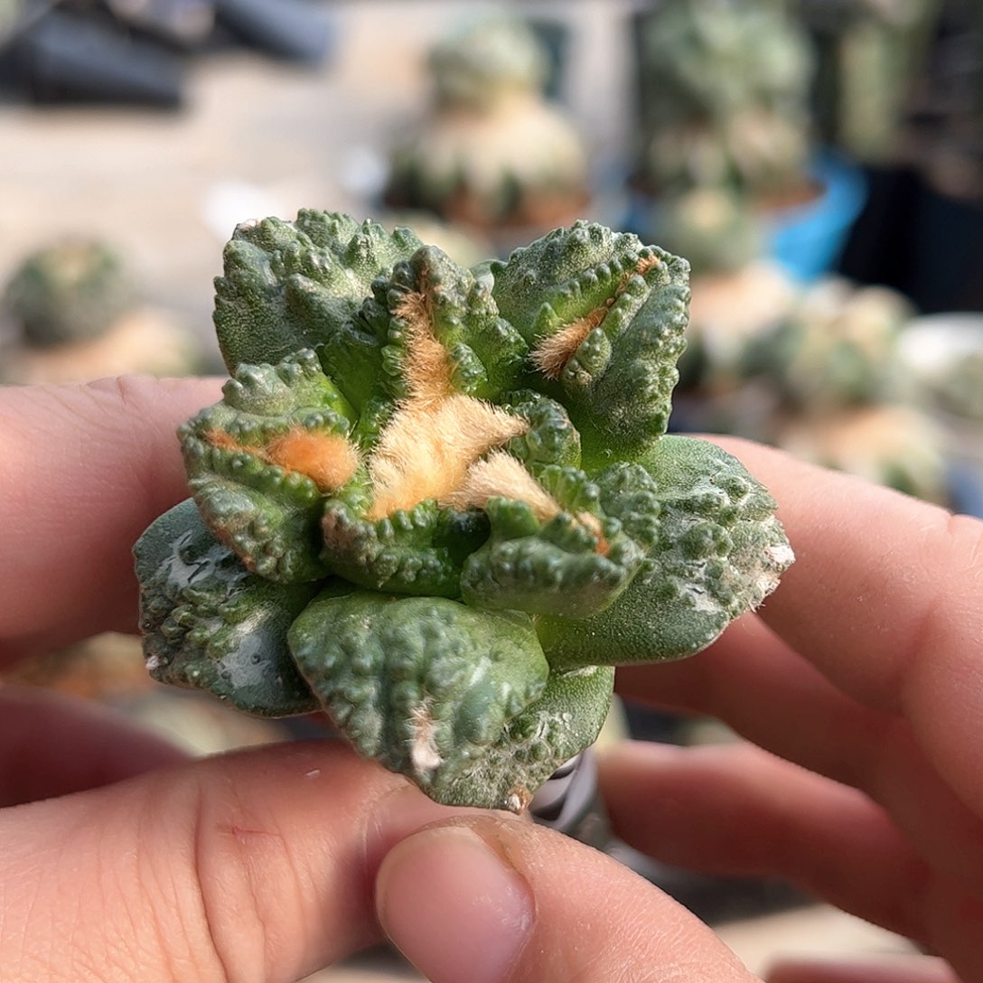 017龟甲新年快乐mm