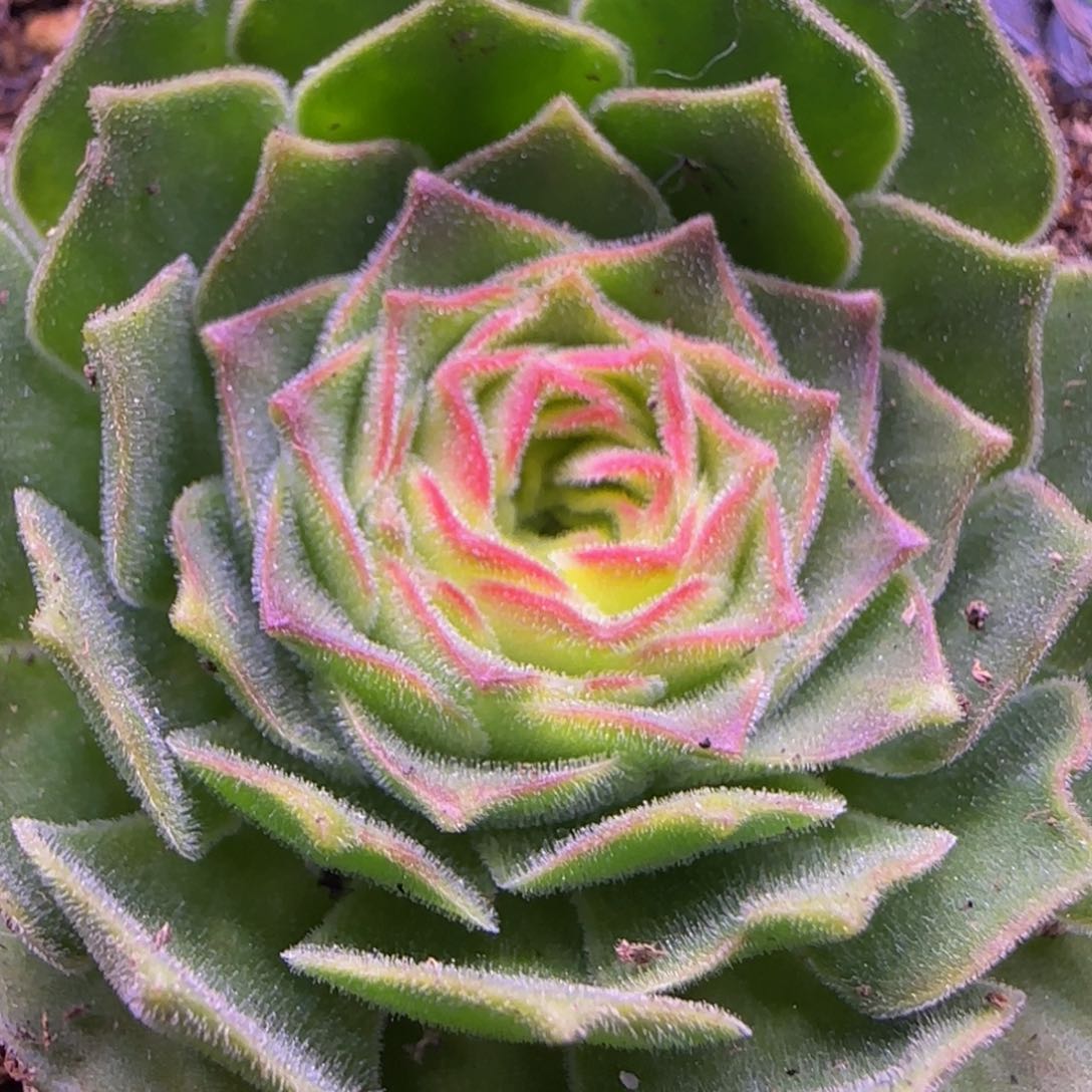 伊人玫瑰124343535343