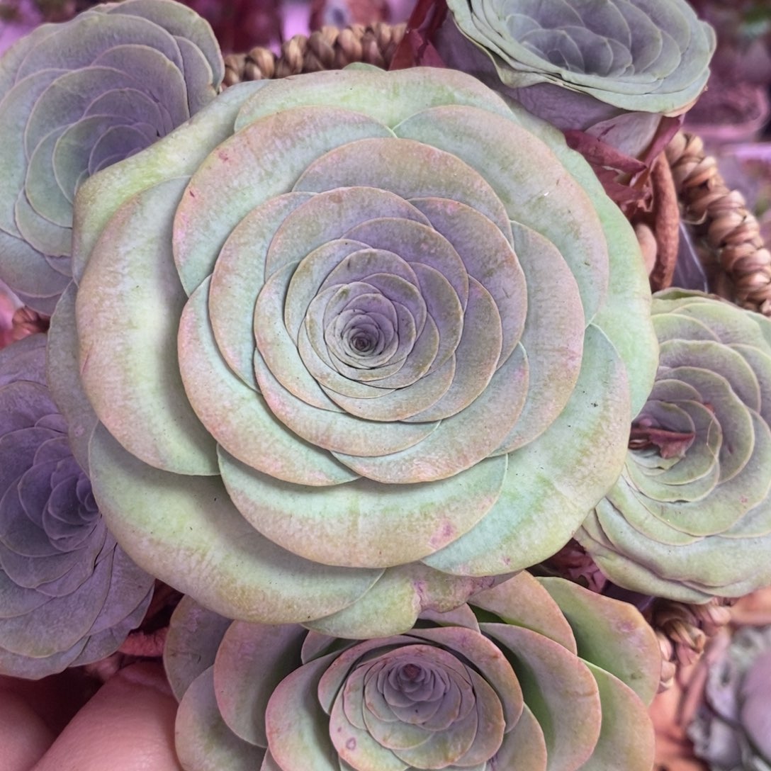 豆***子yjj425一物一拍花篮