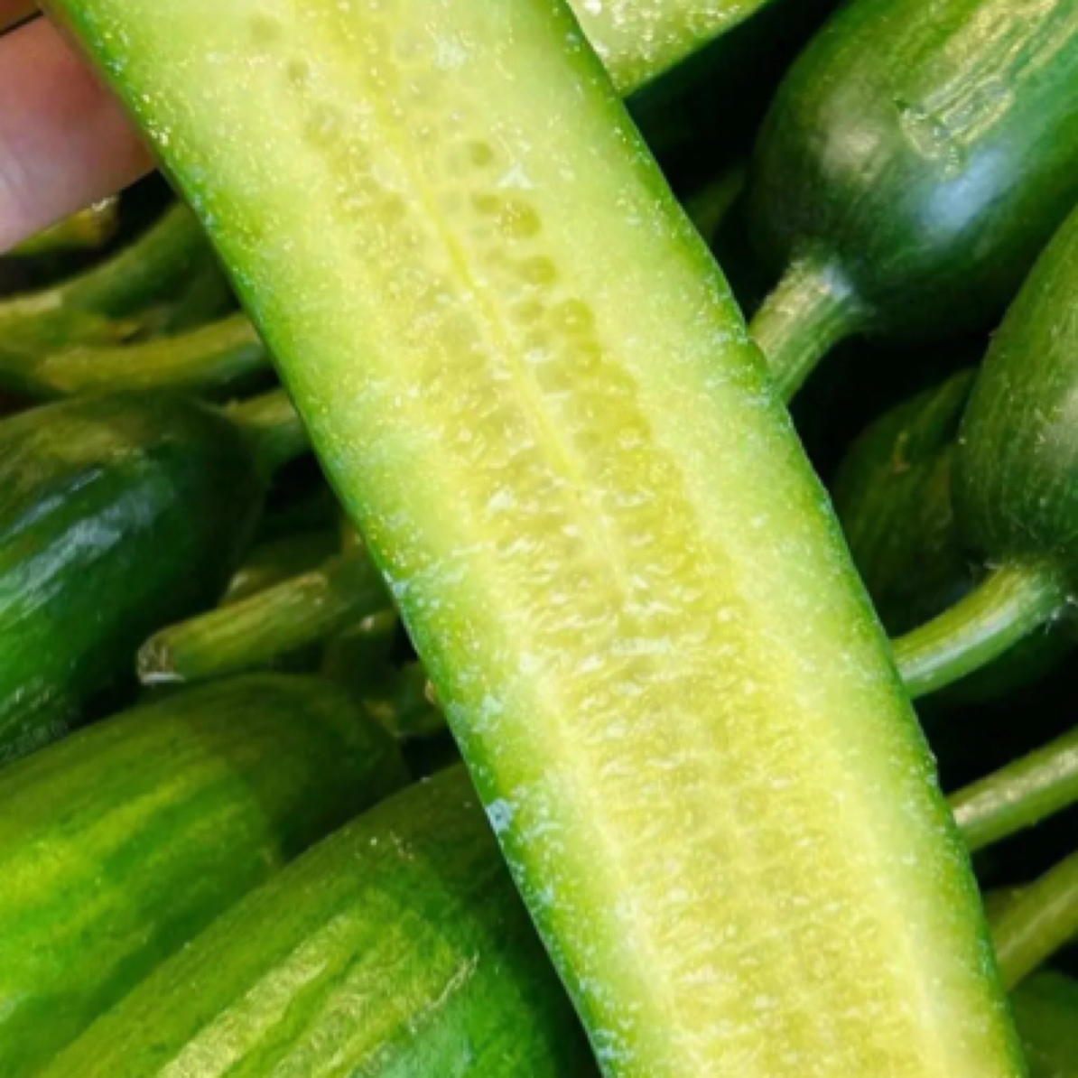 【水果黄瓜】200g 新鲜脆