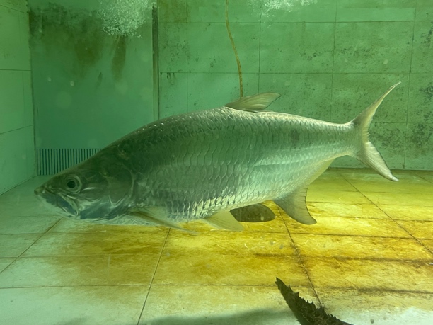 1.2米大泰庞海鲢