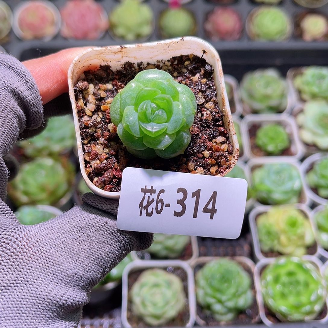 花06-314珍妮单头