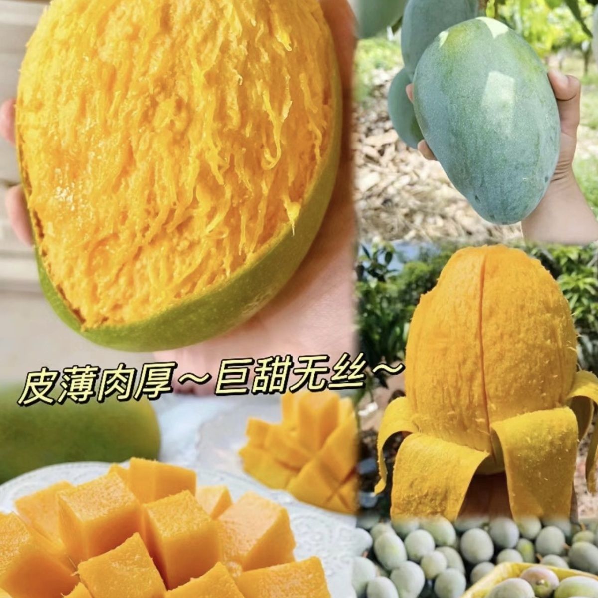 四季芒果树苗，顺丰包邮原杯原土发货