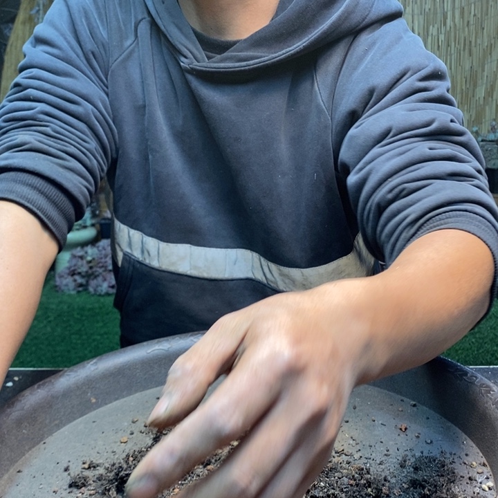 朱***掌891 号米其林多肉植物