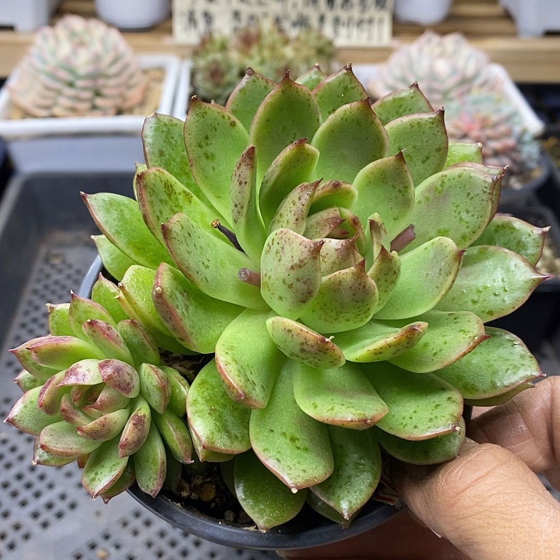 19205 福利绿水晶 不售后 需延时发货