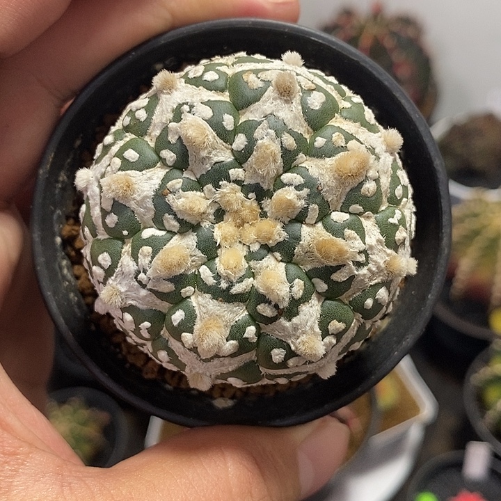 晨***子泰系实生v兜——元旦福利