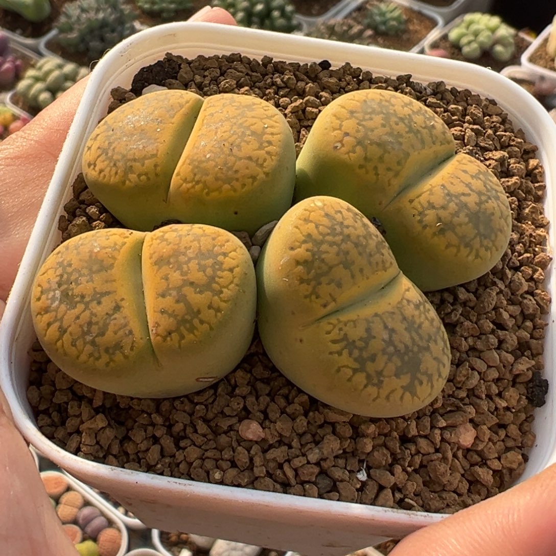 小***俞751多肉植物种类多样