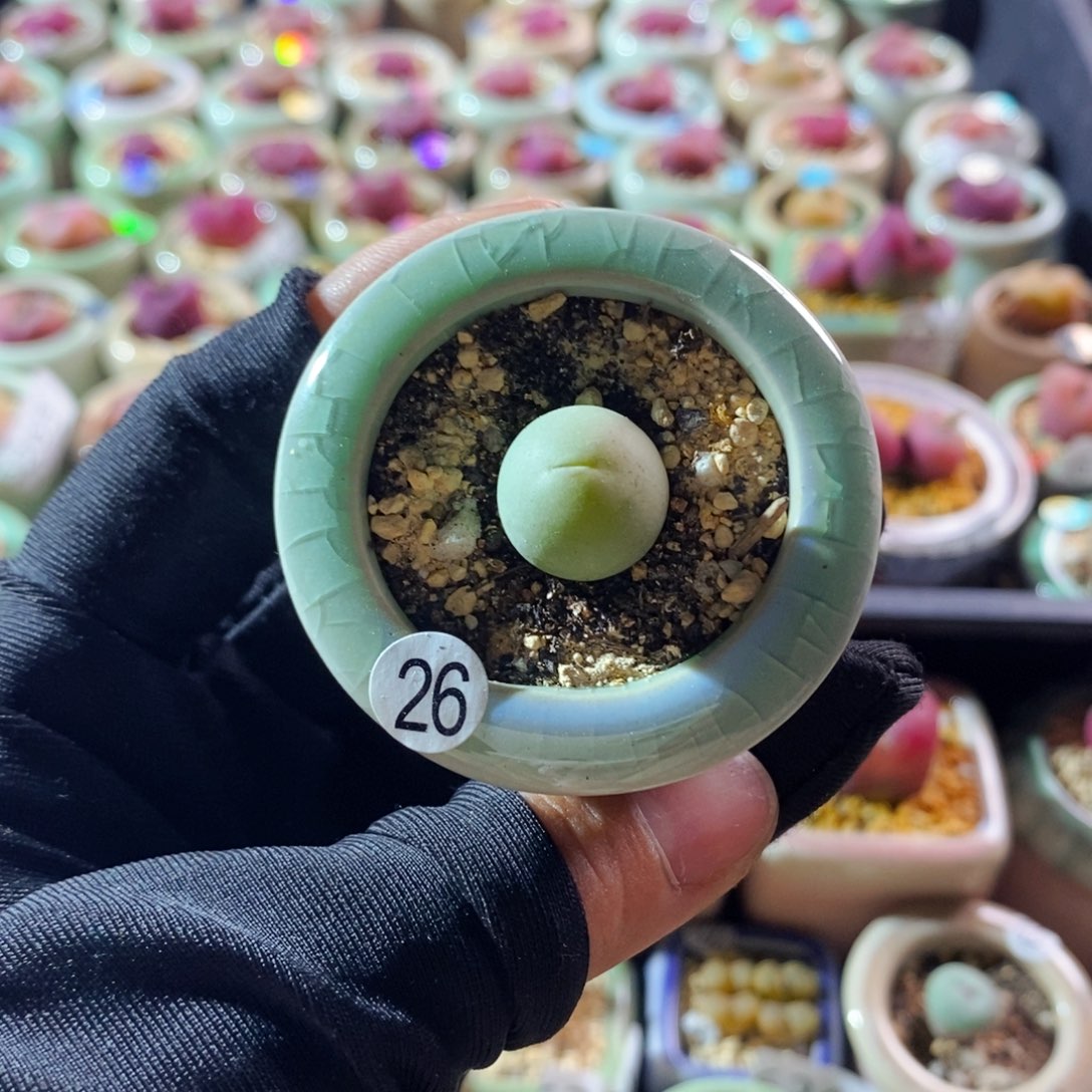 6286--一物一拍 带盆