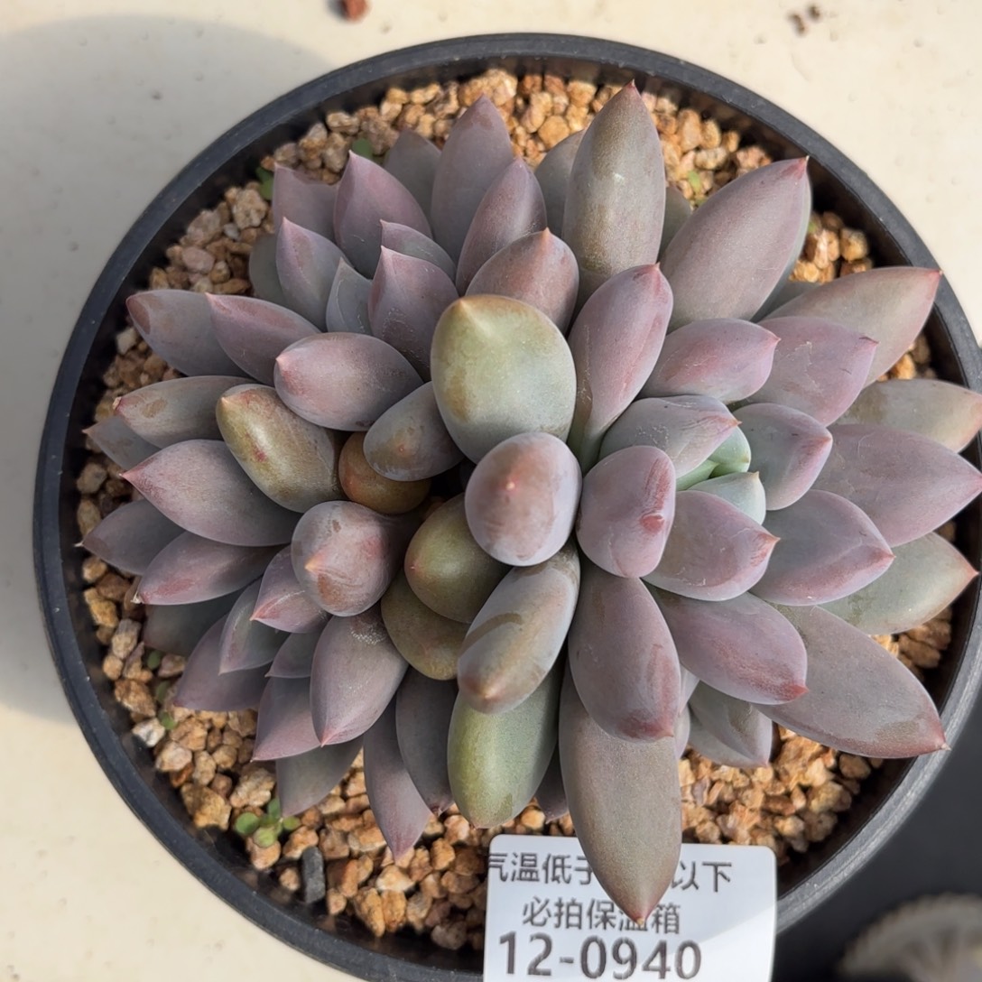 0940哥特萝莉多肉植物