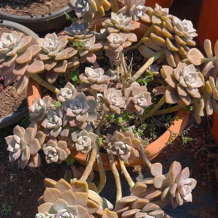 多肉植物，。。。。。。。。。。。。。