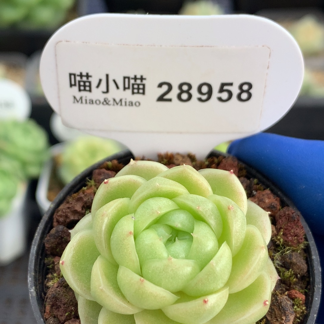 多肉植物杂交珍妮