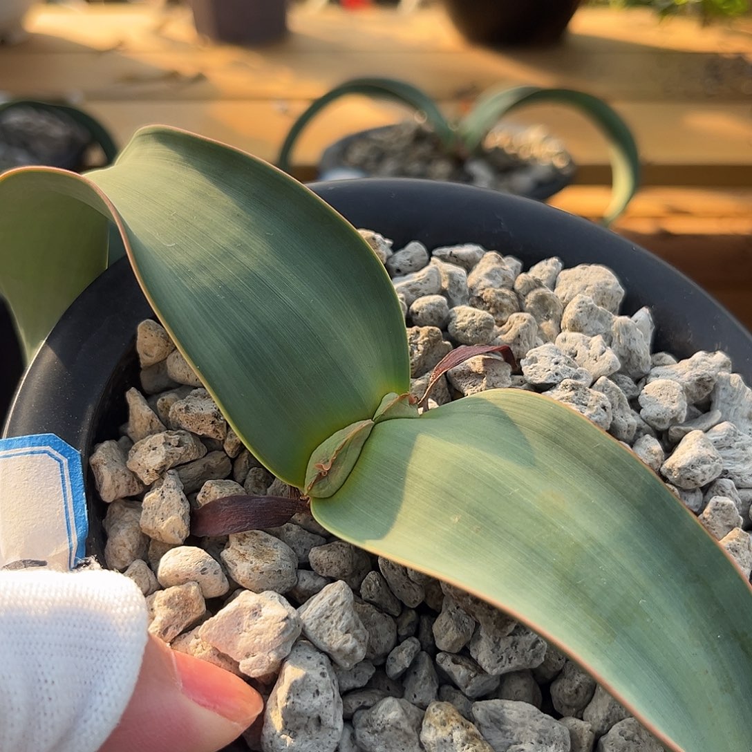 汤圆植物1百岁兰漂亮