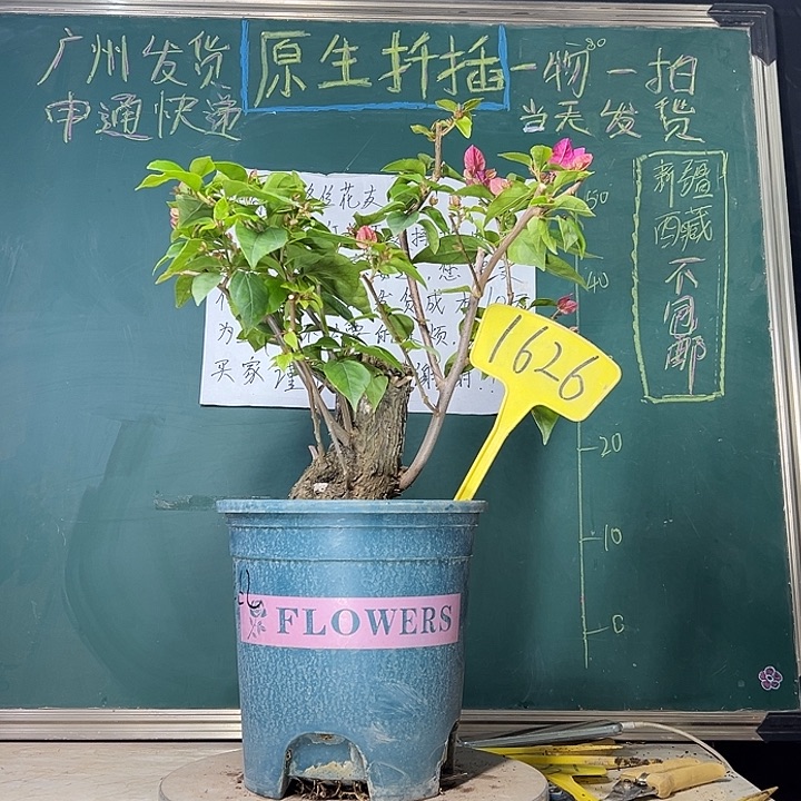 当前无花栽培后可以开花洋红公主 原生粗霸1626