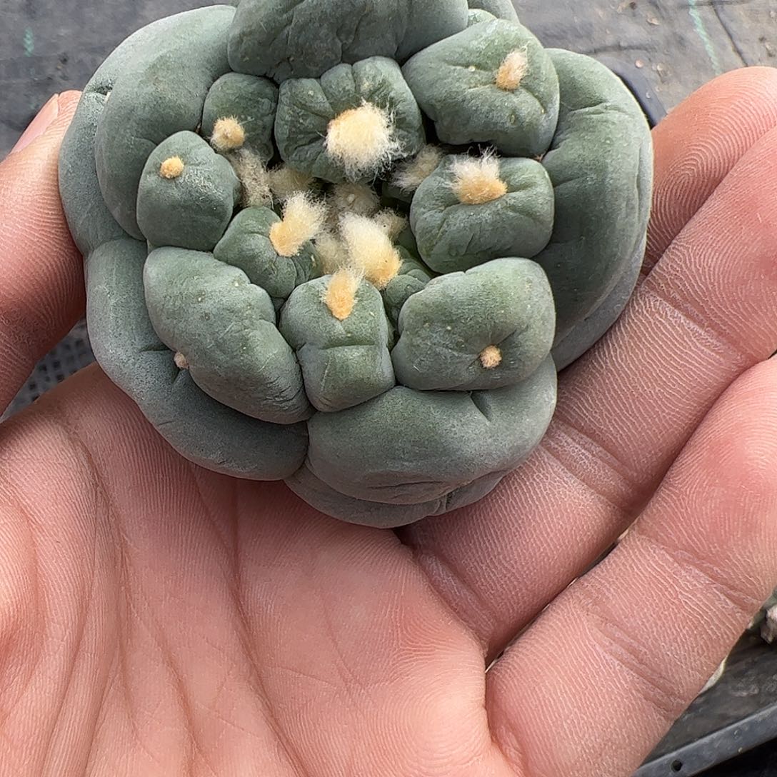 大油测呀仙人球1500