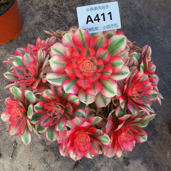 美*哒倾城411000000