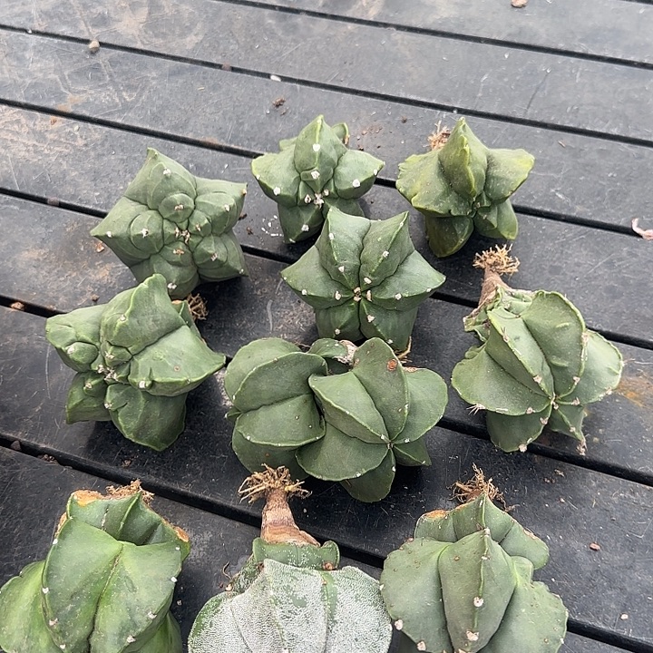 完全开放实生头上头10个