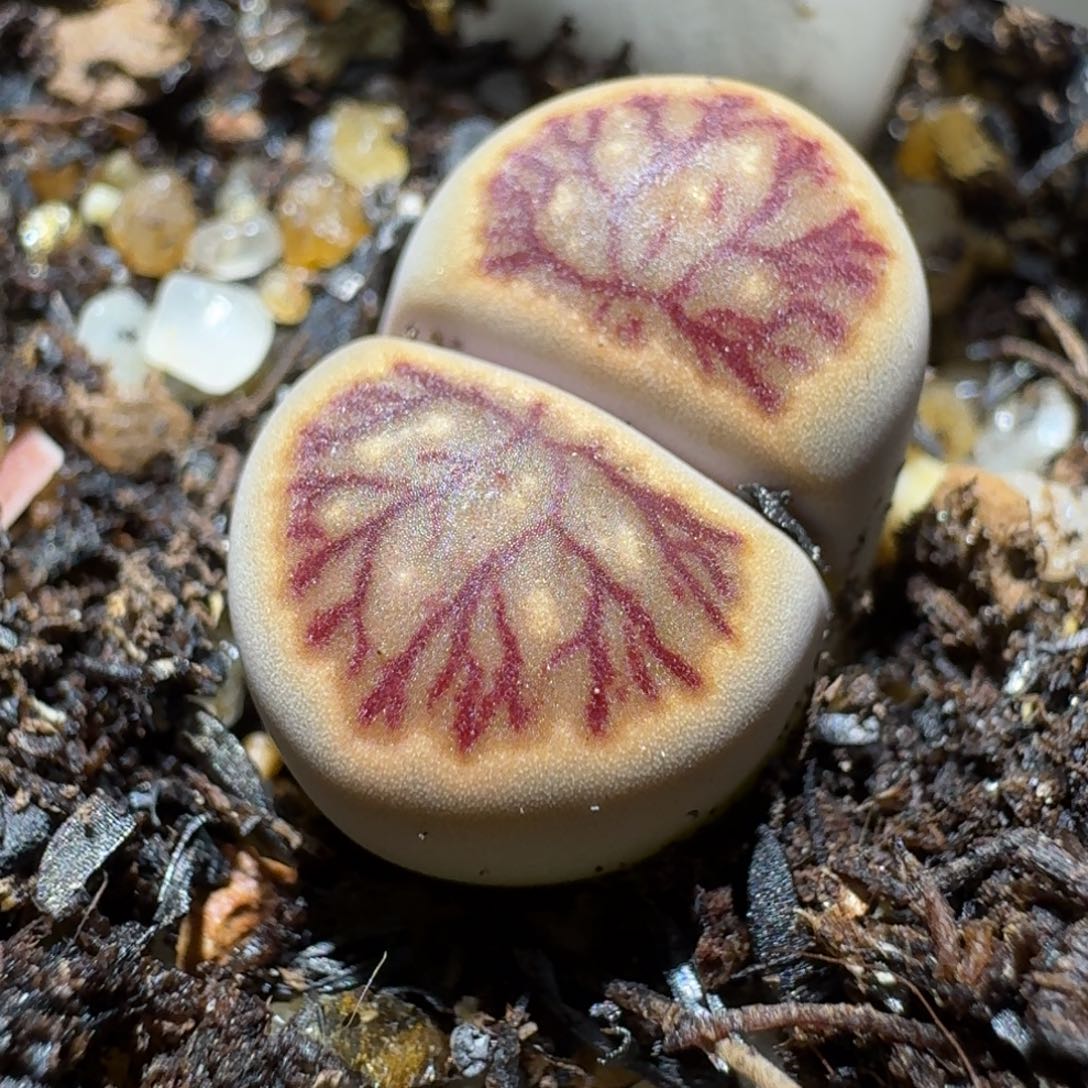 Sss清仓便宜出571