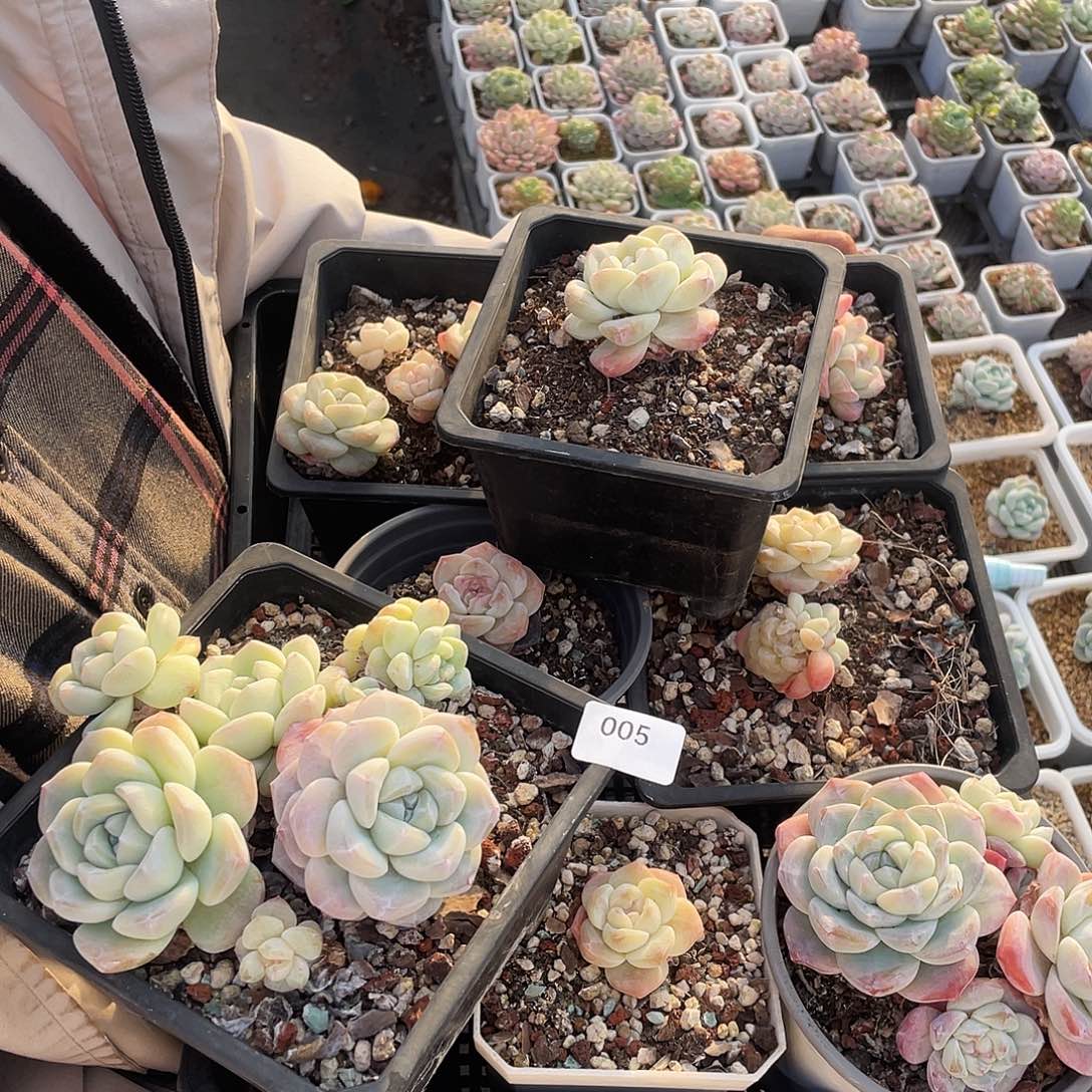 005。  一筐脱土发。  