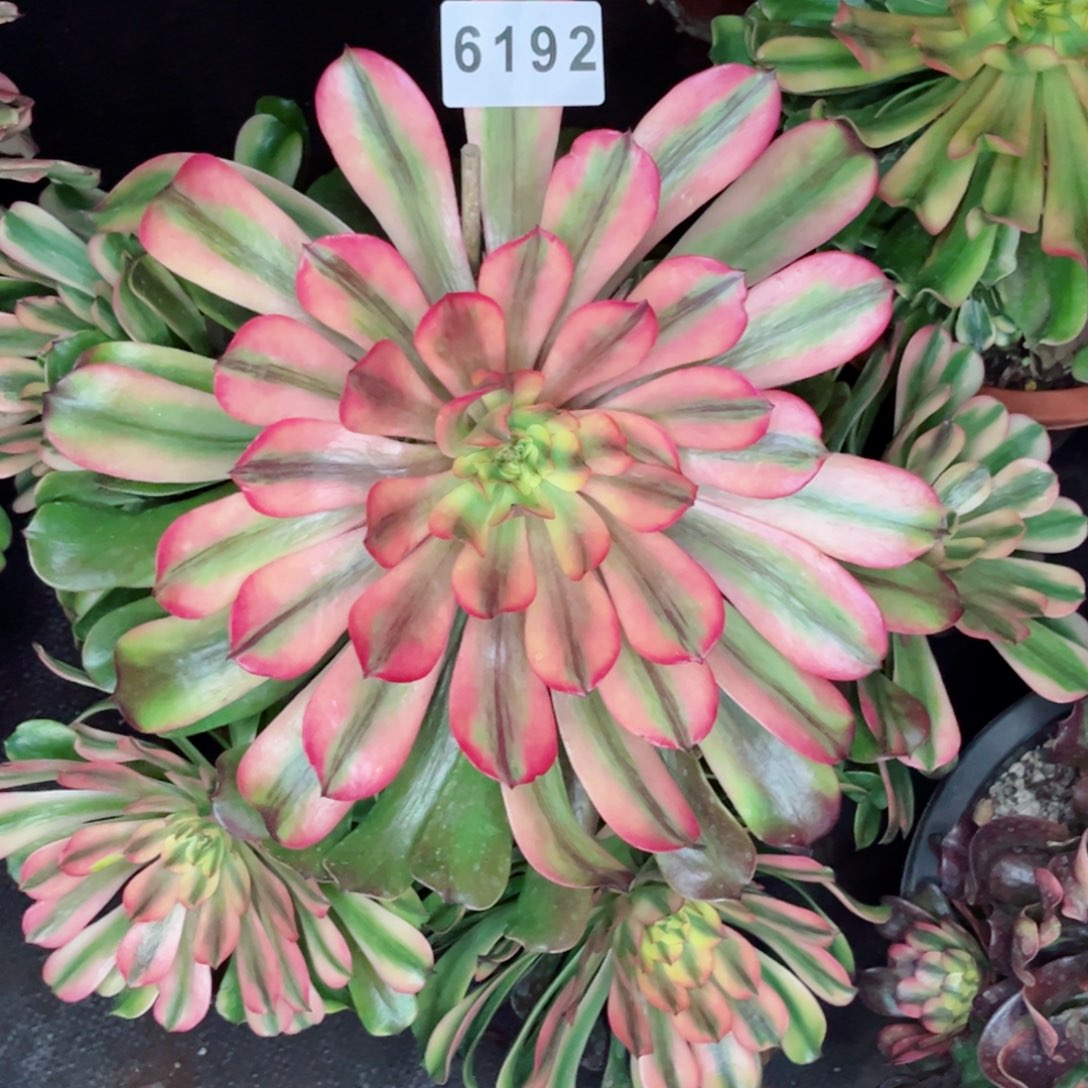 新品粉钻多肉发货