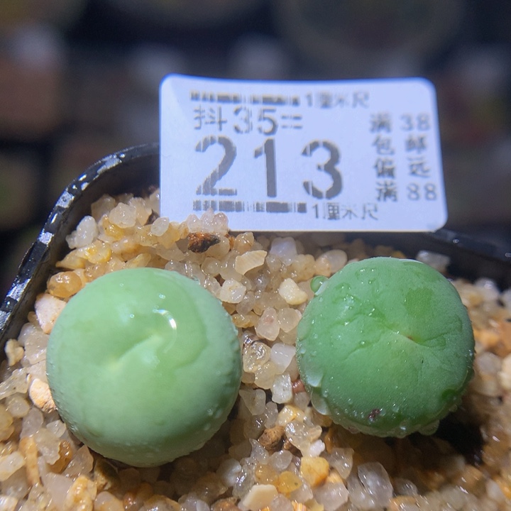 精品生石花35.213