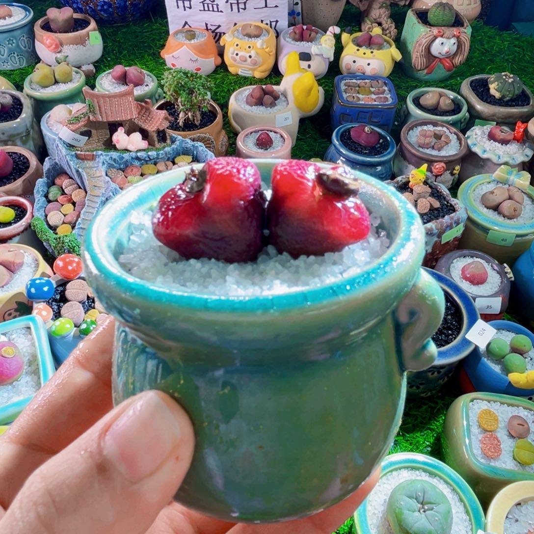 009双头毛汉尼4.6带盆带土