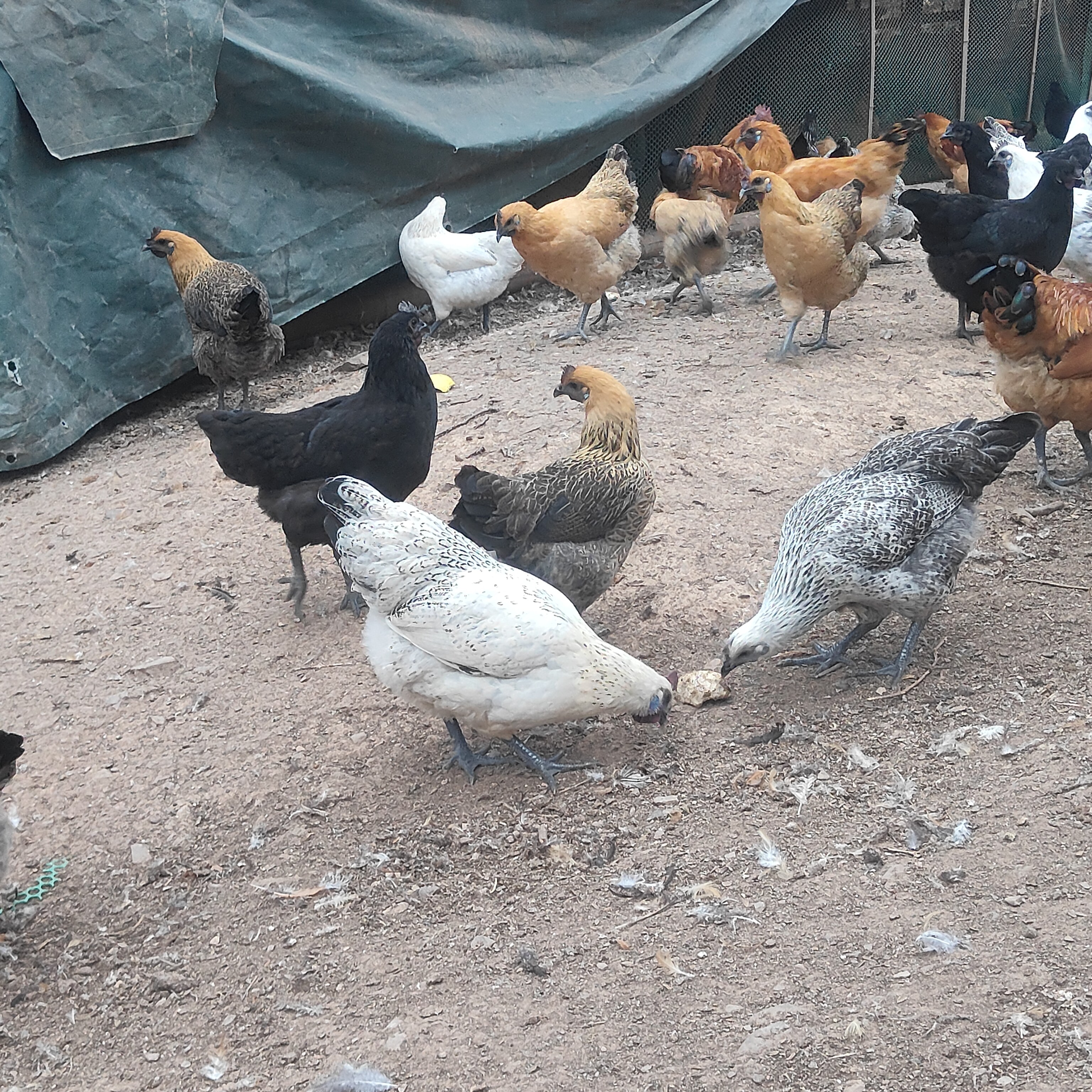 现宰现杀鲜活肥美土鸡雪峰山乌骨鸡