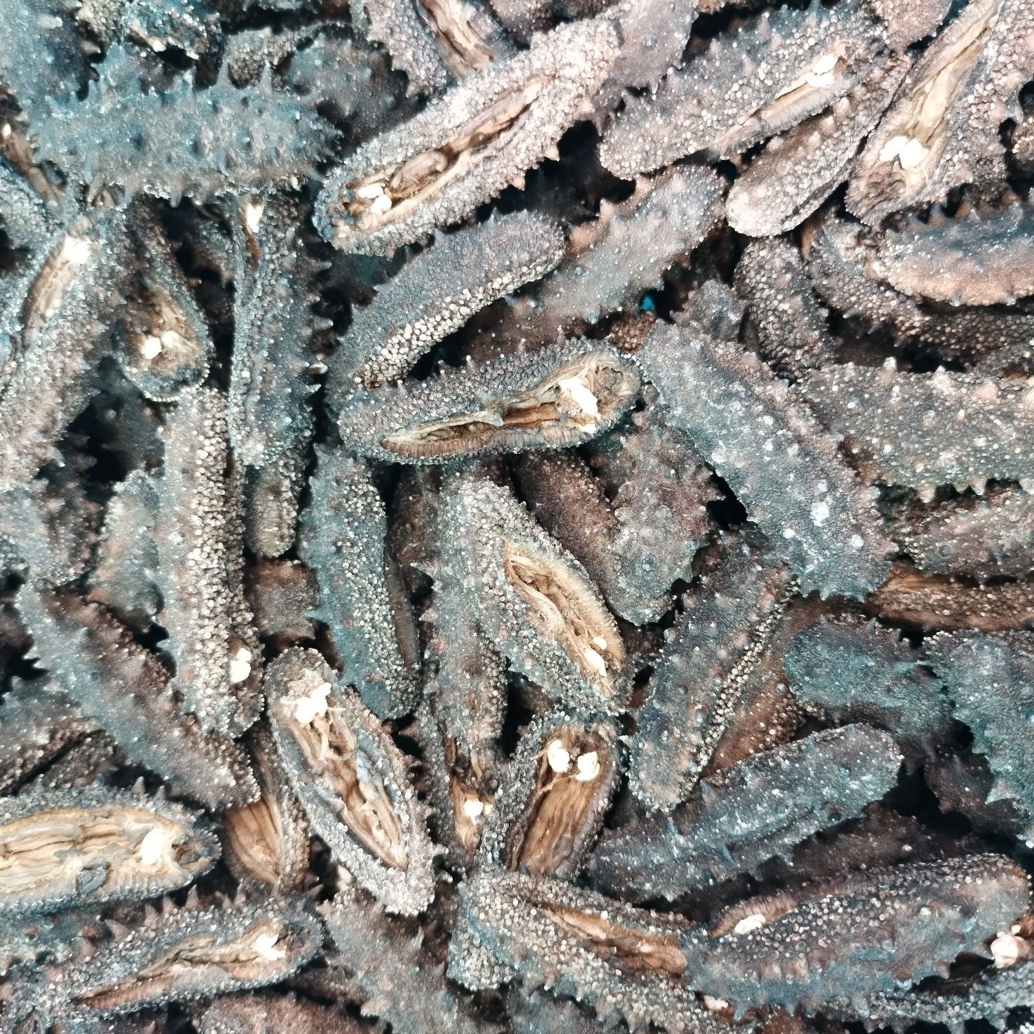 【一斤装】开口90头左右/斤纯日晒干海参大连辽刺参纯淡滋补500g