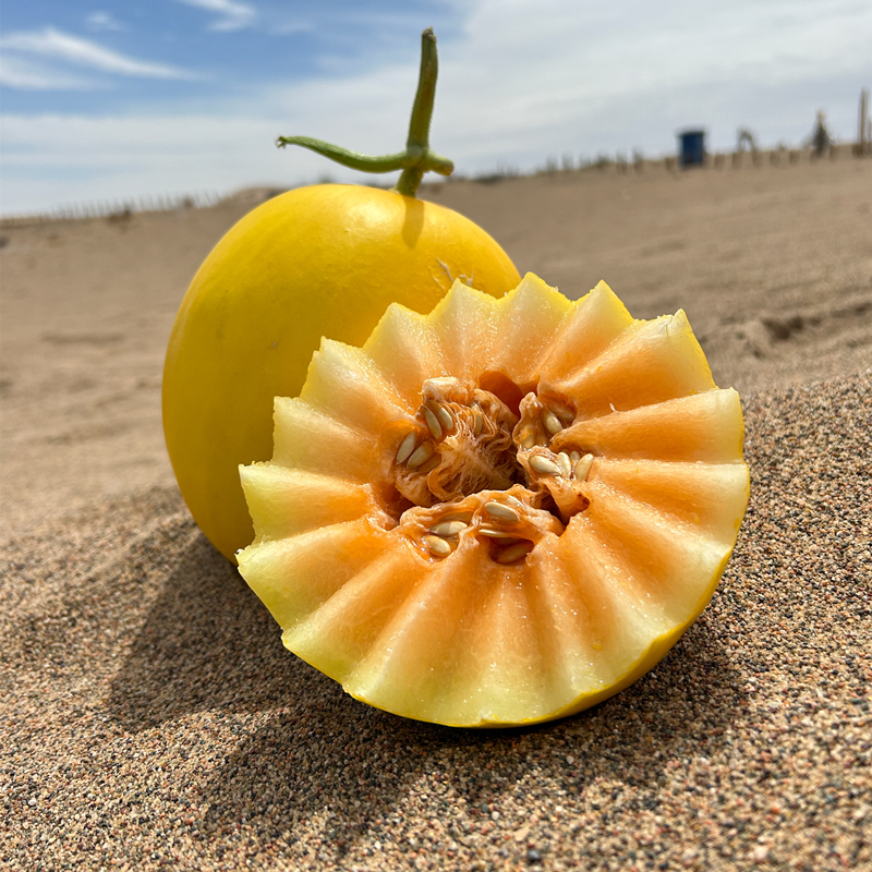 【顺丰快递】甘肃民勤蜜瓜净重6.2-9斤装  坏果包赔