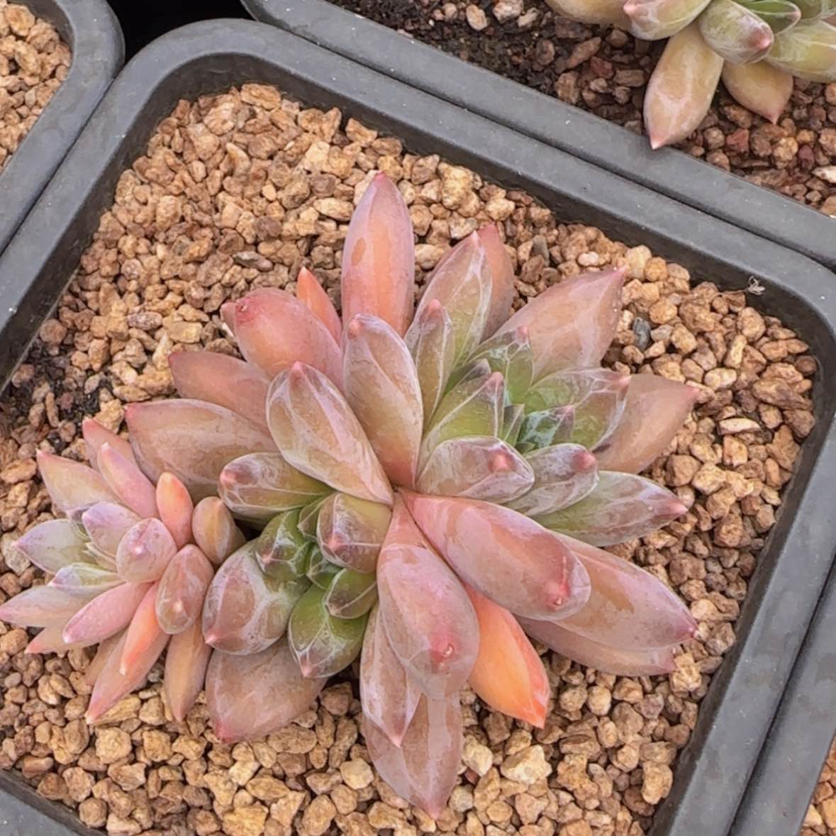 【闪购商品】重楼19.9